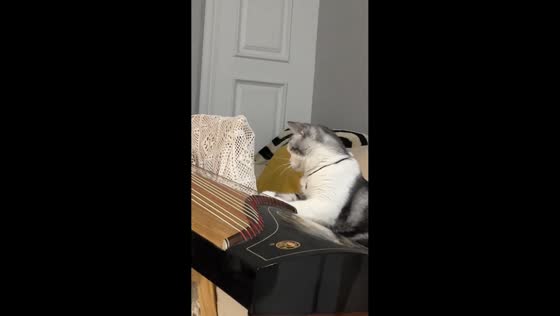 Cat startled by musical instrument in Hubei, China