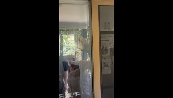 Spider removal goes awry on glass door in Brisbane, Australia