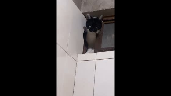Kitten tries to enter bathroom through half-open window in Ciudad Obregón, Mexico