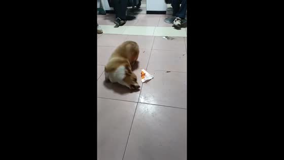 Brave corgi puts out fire with its body in Tianjin. China