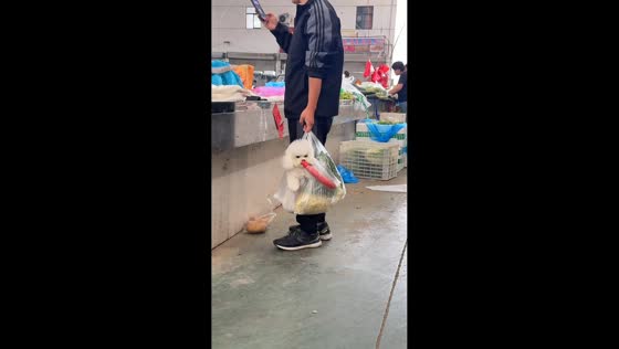 Dog eats food from plastic bag while being carried at market in Jiangsu, China