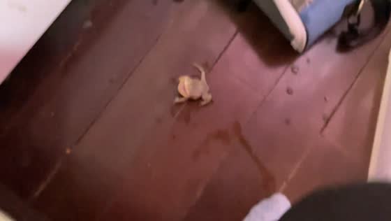 Frog falls and croaks hilariously in Jiangsu