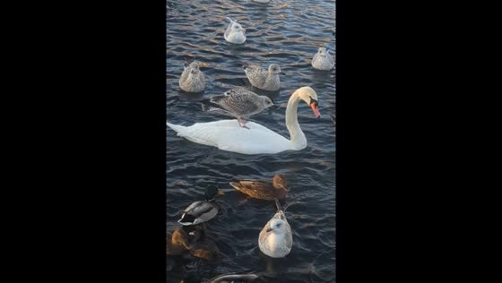 Seagull "surfs" on swan in Bergen, Norway