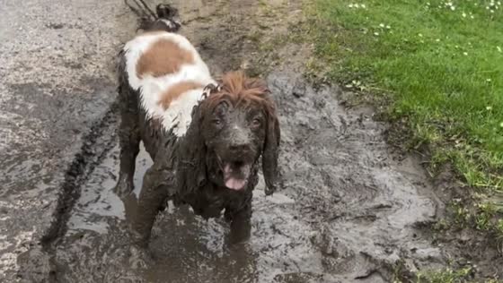 Mud-loving spaniel entertains passersby in Gloucestershire, UK