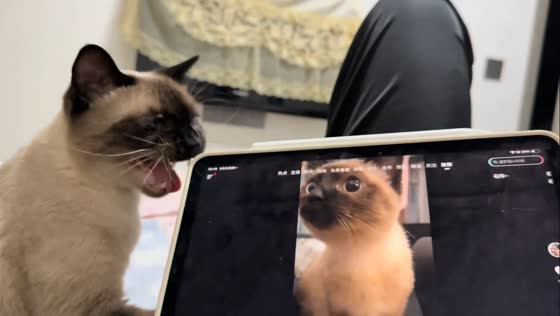 Siamese cat adorably responds to meowing video in Zhejiang, China