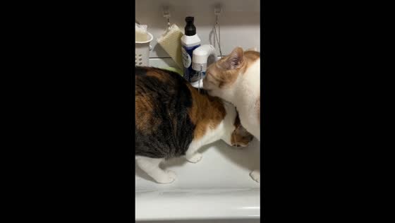 Two cats share a drink under a running faucet in Hebei, China