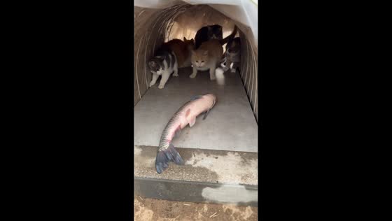 Cats startled then curiously observe live fish in Beijing, China