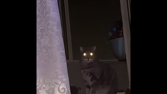 Lightning leaves cat with glowing eyes in Bogdanovich, Russia