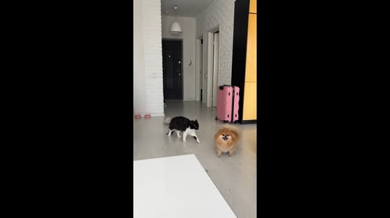 Cat and Pomeranian in a playful scuffle in Kyiv, Ukraine