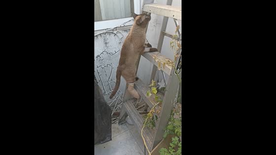 Injured cat with cast climbs ladder in Guadalajara, Mexico