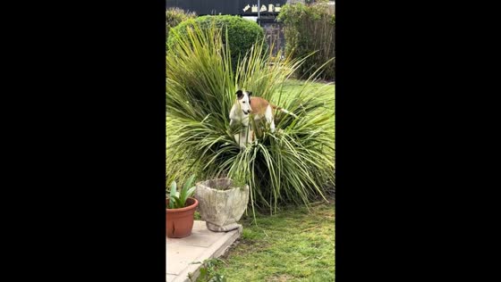 Pets playing on grass in Emilia, Italy