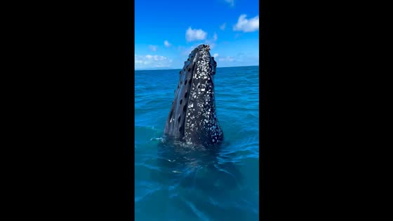 Humpback whales surround boat in Ilhabela, Brazil
