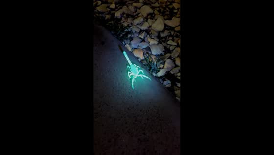 Scorpion glows under light in the dark in San Diego, California, USA