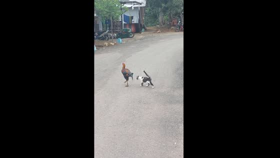 Unlikely companions: cat and rooster stroll in perfect harmony