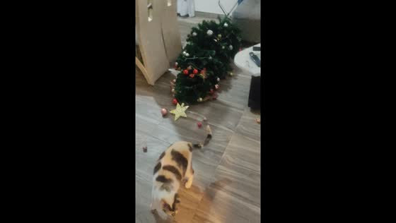 Curious cats cause Christmas chaos: tree tumble & ornament fun!
