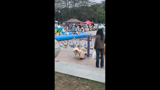 Dog enthusiastically spins outdoor rotator toy in Guangdong, China