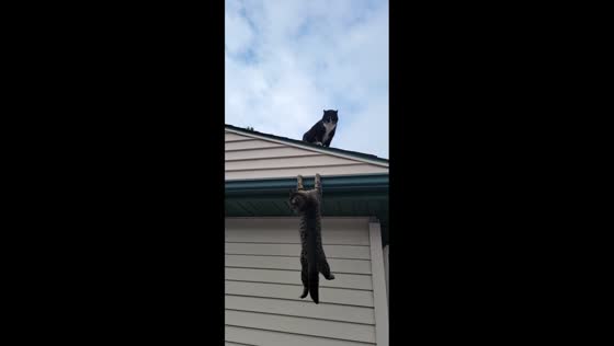 Cat hanging from gutter rescued by passerby in Mahnomen, USA, 