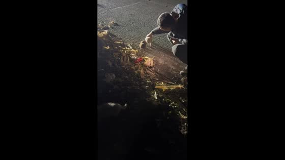 Couple rescues abandoned puppies from roadside trash pile in Jilin, China