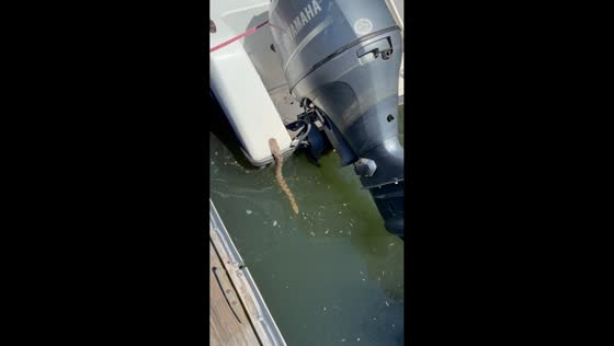 Water snake slips off boat in Lake Wylie, South Carolina, USA