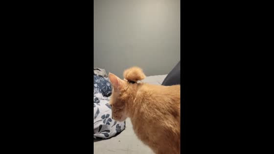 Cat bun moment