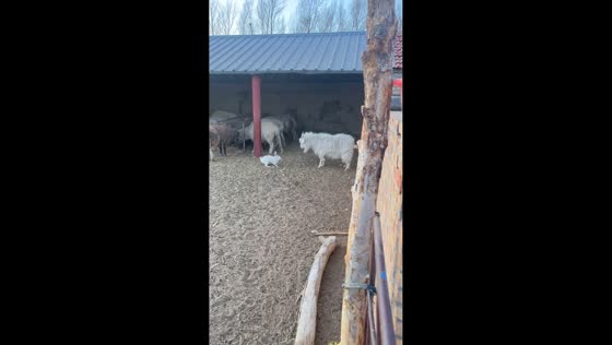 Rabbit repeatedly chases Angora goat inside barn in Inner Mongolia, China