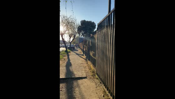Dog skillfully climbs fence in Temuco, Chile