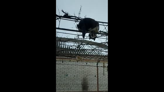Determined cat balances on trellis to grab winter treat in Trostyanets, Ukraine