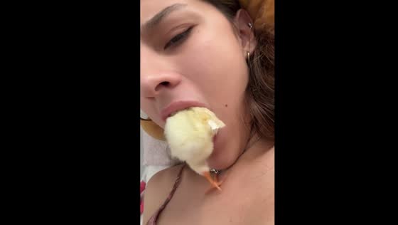 Chick mishap: playful moment takes unexpected turn