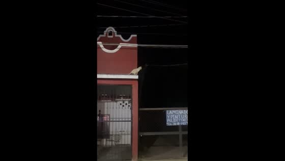 Cat miscalculates jump and falls from roof in Pihuamo, Jalisco, Mexico