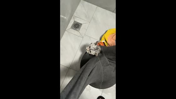 Cat blow-dried using quirky pants setup in Tianjin, China