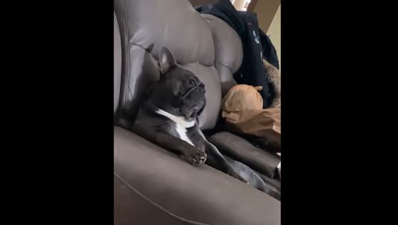 Dog ignores owner’s call with serious face in Grand Rapids