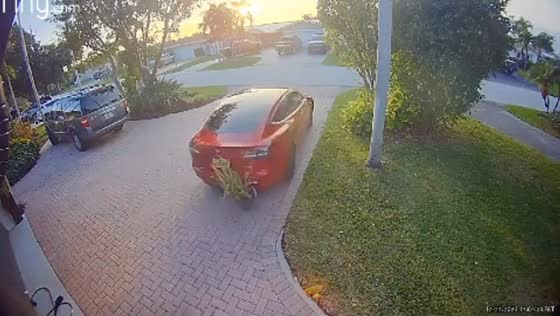 Hilarious CCTV moment as Floridian motorist accidentally takes potted companion for a ride
