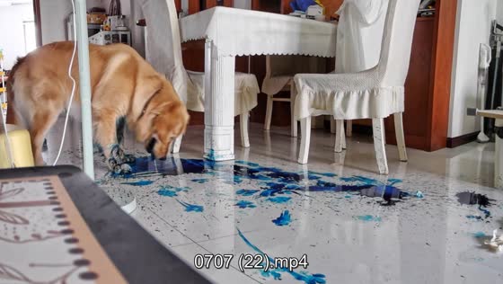 Golden retriever spreads paint across floor while playing in Zhejiang, China