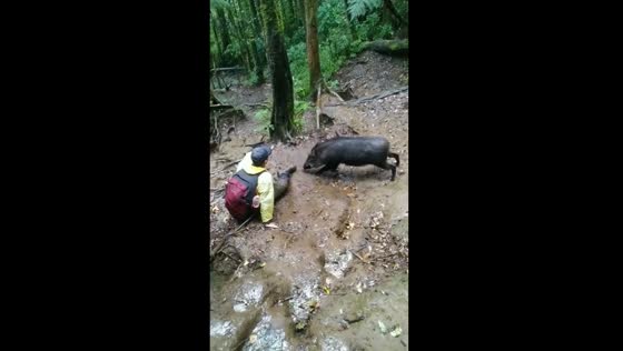 Close encounter: fearless friend sniffed by curious boar on Mount Cikuray