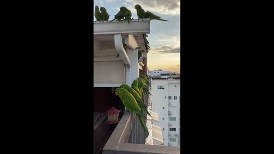 Parakeets calmly perch around house in Santo Domingo, Dominican Republic