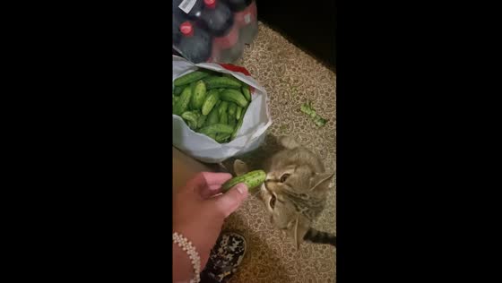 Cucumber connoisseur cat: Tolik's taste test of humanitarian aid in Borodyansky District