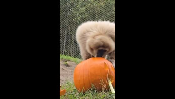 Gibbon brothers enjoy pumpkins like a tasty treat in Point Defiance Zoo, Tacoma, Washington, USA