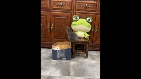 Cat swats chinchilla after surprise visit in box in Guizhou, China