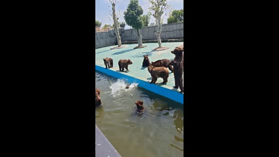 Bear pushes another bear into pond in Zhongnan Bai Cao, Zhejiang, China