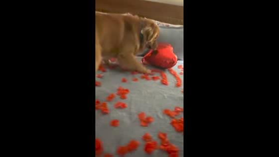 Excited Golden Retriever disrupts birthday surprise in São Paulo, Brazil