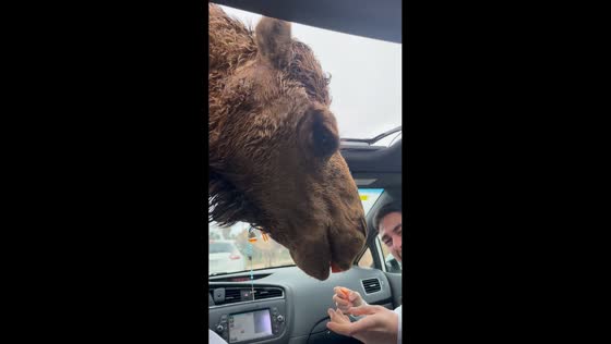 Camels reach into car for snacks in Madrid, Spain