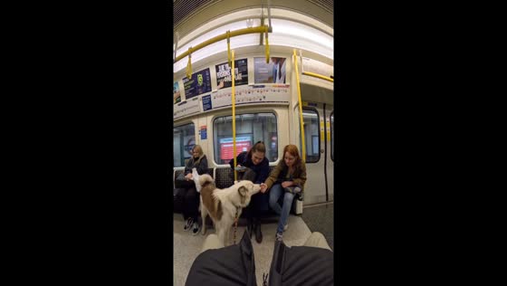 Train encounter: Viola the dog spreads joy to passengers