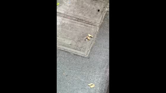 Mouse grabs peanut through manhole hole in Guangdong, China