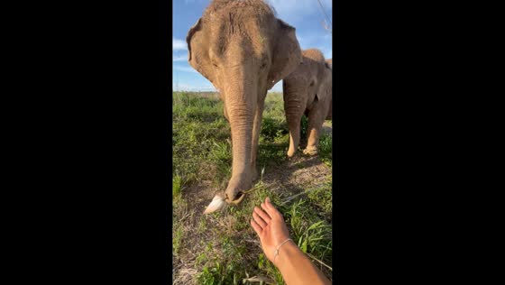 Elephant gently gifts a flower to visitor in Phnom Penh, Cambodia