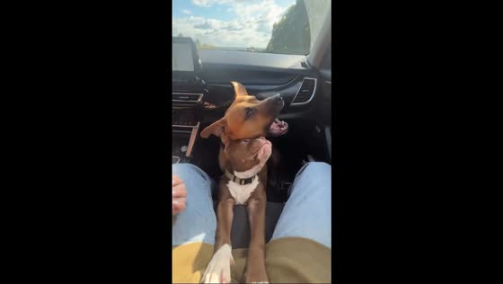 Dramatic pit bull whines for space in the front seat in Perm, Russia