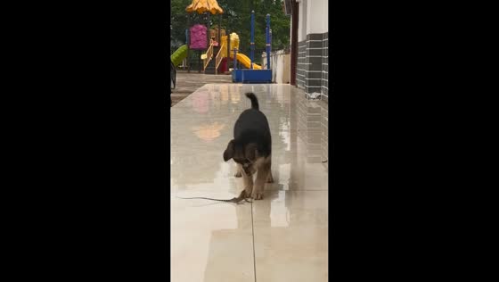 Puppy startled after playful encounter with a lizard in Guangxi, China