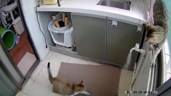 Kitten accidentally turns on faucet while playing in Guangdong, China