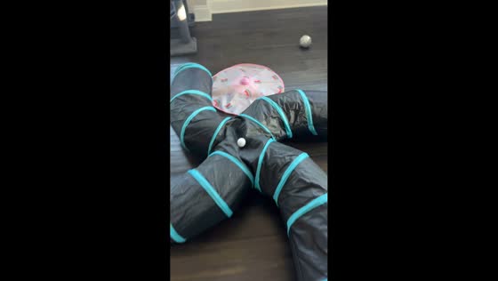 Bengal cat launches balls from tunnel in Peachtree Corners, USA