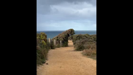 Dog-shaped tree sways in the wind in Torquay, Victoria, Australia