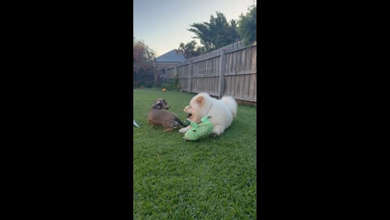 Playful backyard tumble between two pet dogs in Melbourne, Australia